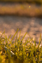 grass in the morning