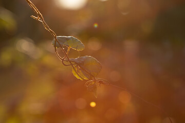 leaf 
