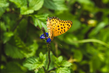 Obraz premium Butterfly