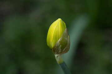 yellow tulip flower