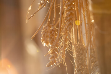 close up of grass