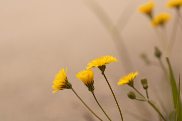 yellow flower