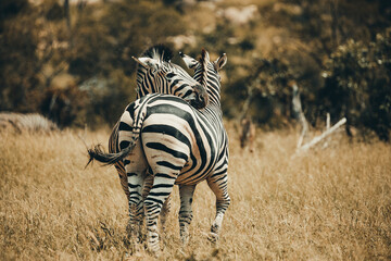Zebra in Mjejane.