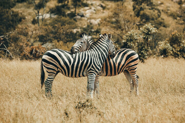 Fototapeta na wymiar Zebra in Mjejane.