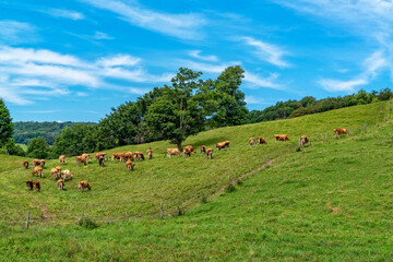 Cows grazing in open field in central new york