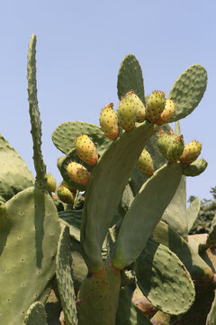 Opuntia, commonly called prickly pear, is genus of flowering plants in cactus family Cactaceae. Also known as tuna (fruit), sabra, nopal, nostle or paddle cactus. Indian fig opuntia in Cyprus garden