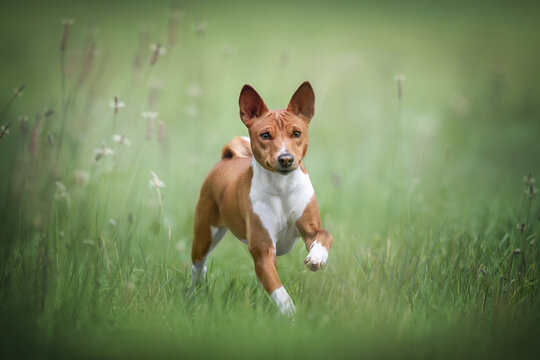 Funny female red-haired basenji running in the middle of a field with rare dry flowers against a background of a bright summer landscape