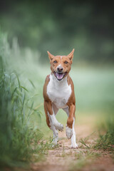 A funny female red Basenji cheerfully running along a path among a field of ripening wheat on a sunny day against a background of a summer landscape