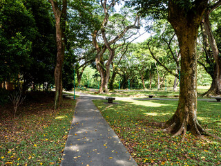 Sunny day in a park with tall trees and greenery