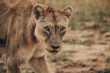 Lioness stare