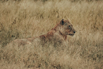 Lioness, Kruger National Park.