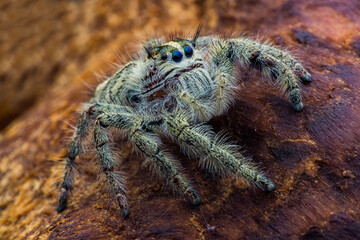 Portrait of Spider