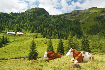 Almlandschaft mit K&uuml;hen im Salzburger Lungau 