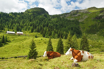 Almlandschaft mit Kühen im Salzburger Lungau 