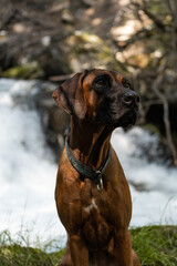 In the photo is a dog rhodesian ridgeback that is standing and observing. Photo was made near the river Walchen, Sylvensteinstausee, Bavaria, Germany.