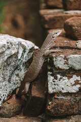Monitor lizard Varanus on stone bricks in Anuradhapura, Sri Lanka.