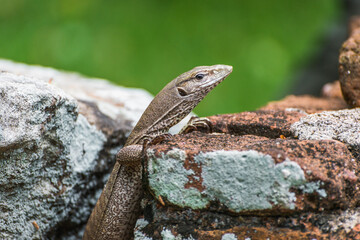 Monitor lizard Varanus on stone bricks in Anuradhapura, Sri Lanka.
