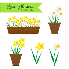 White narcissus and yellow daffodils set.