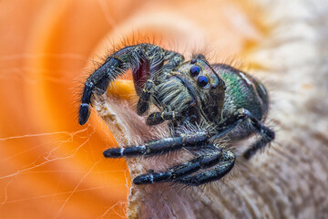 Portrait of Spider