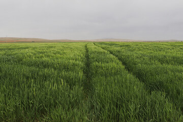 Green wheat field, cereal plants