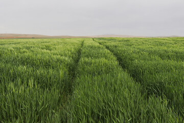 Green wheat field, cereal plants