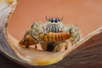 Portrait of Spider