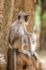 Gray baby langur, Polonnaruwa, Sri Lanka.
