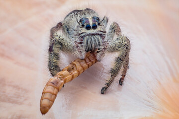 Portrait of Spider