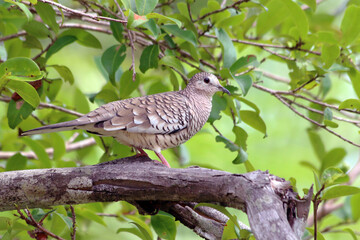 Scaled Dove (Columbina squammata) perched on a log in the woods. Mata de São João; Bahia; Brazil