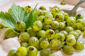 Green currant Cassissima is trendy very tasty special garden berry variety . This is blackcurrant...