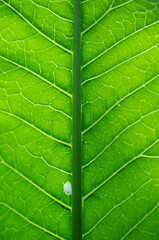 Green leaf with veins and a small hole, macro photography. Abstract, textured background. 