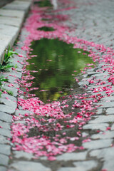 Obraz premium sakura leaves fell into a puddle