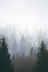 coniferous forest in the fog