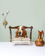 Basset Hound sitting at a table in a restaurant