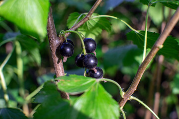 currant on a bush