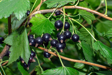 black currant berries