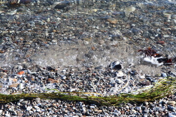 View of the stones on the beach and some green algae below
