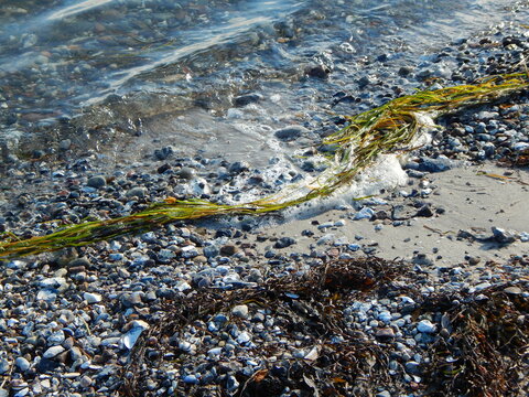Green seaweed on the stony beach
