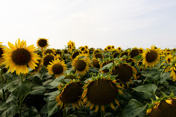 Fototapeta premium Sonnenblumen, Blumenwiese, Feld