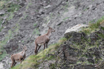 Naklejka na ściany i meble Alpine ibex male and female on mountain ridge (Capra ibex)