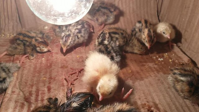 quail with leg problem
