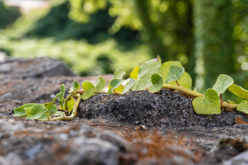 Macro close-up of a small branch of a creeper plant on a stone wall, with tender green leaves.