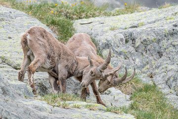 Struggle between Alpine ibexes males (Capra ibex)