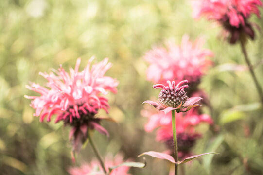 Indianernessel Monarda didyma Bl&uuml;ten im Gegenlicht in Bauerngarten