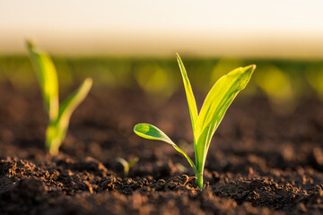 Green corn maize plants on a field. Agricultural landscape