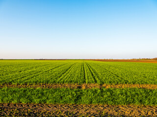 Green wheat field, agricultural landscape.
