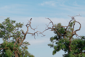 one magpie on creepy branches