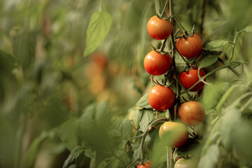 Branch with fresh green  tomatoes growing in an organic greenhouse garden