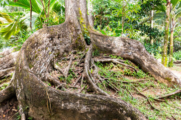 Large branchy roots of old mahogany tree (Swietenia) covered with moss in tropical rainforest on...