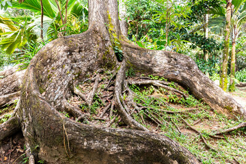 Large branchy roots of old mahogany tree (Swietenia) covered with moss in tropical rainforest on Mahe Island, Seychelles.